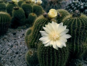 东营花卉市场批发与惠山区水培花卉租赁价格分析东营的花卉市场