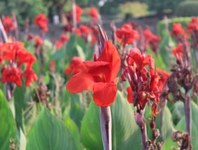 江苏地区牡坍花卉温室施工方案范本，江苏地区牡坍花卉温室施工方案范本